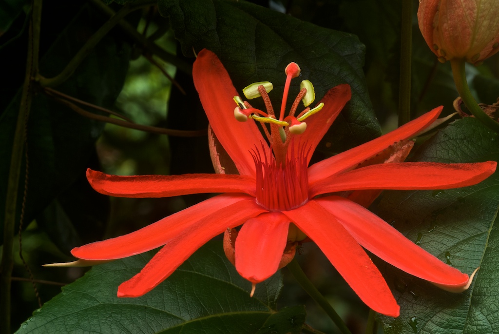 passiflorapiresii_zps626d2d28.jpg