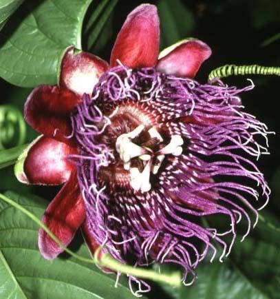 passifloraquadrangularis.jpg