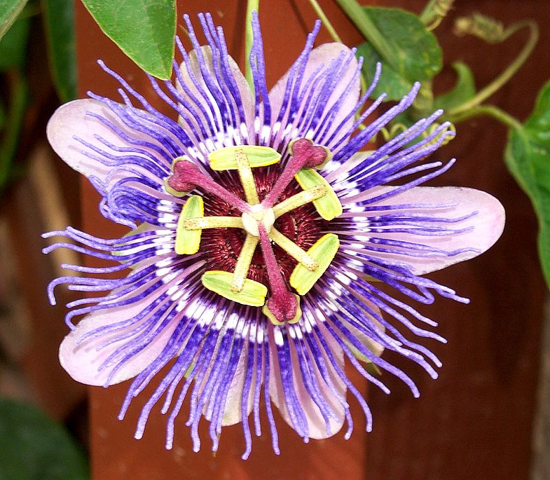 passionflowers_Growing_Passiflora.jpg
