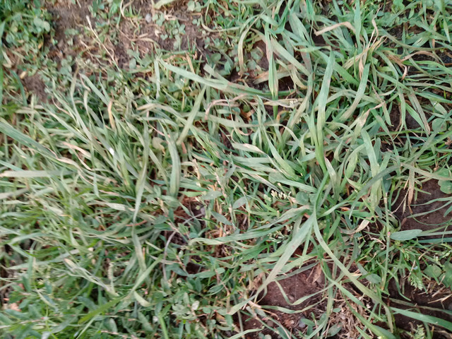pasto2.jpg