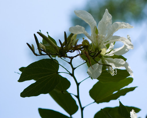 PATA%20DE%20VACA%20Bauhinia%20forficata%20subsp.%20pruinosa%20%284%29.jpg