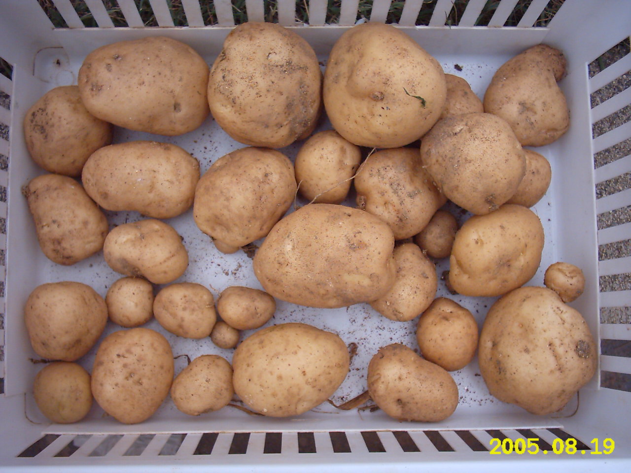 patatas%20010.jpg