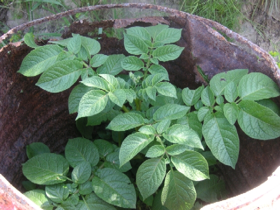 Patatas%20en%20compostador.jpg