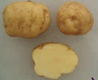 patatas-variedad-buena-moza.jpg