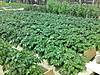 patatas_1-5-11.JPG