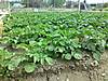 patatas_17-4-11.JPG