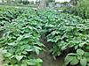 patatas_24-4-11.JPG