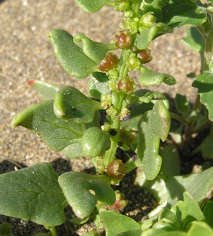 patellifolia_patellaris3.jpg
