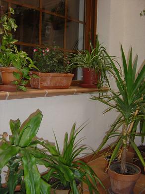 patio%202.jpg