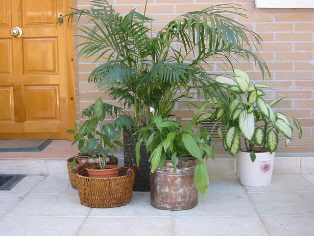 Patio%20entrada%202005%207.jpg