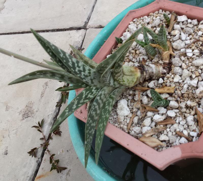 patioALOE1_zpsc13ff304.jpg