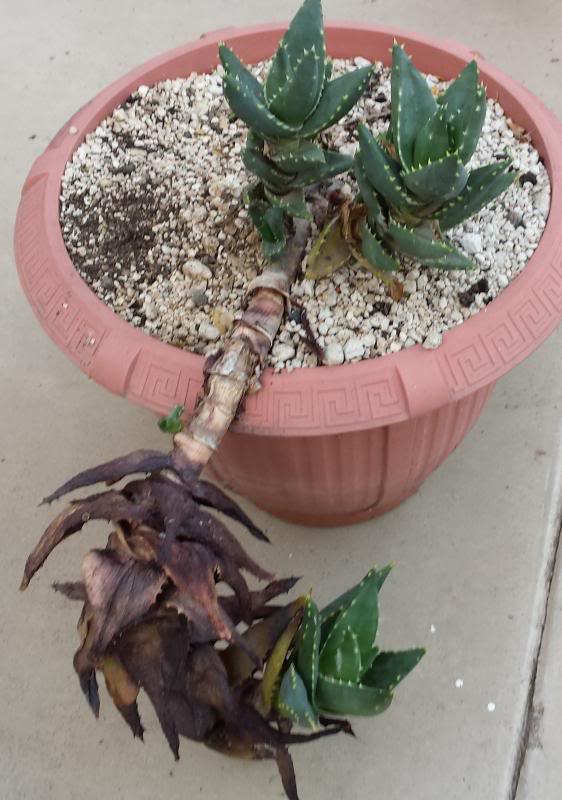 patioALOE2_zps2bba231f.jpg