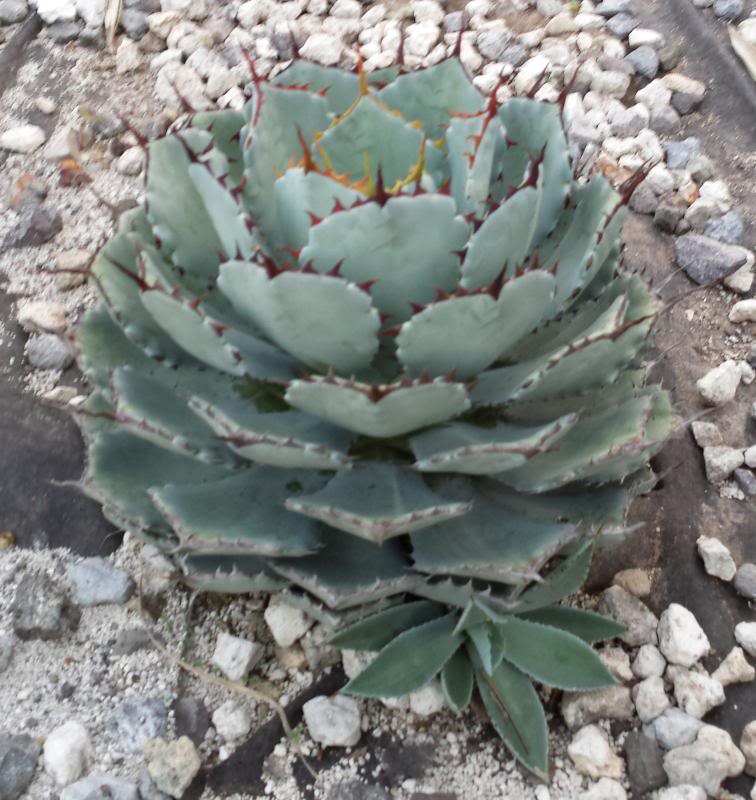 patiomaguey5_zps4d93f71c.jpg