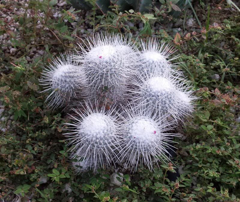 patiomammi1_zpsa6e6b507.jpg