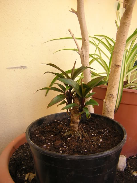 patioyplantasdeinterior021.jpg