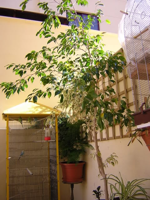 patioyplantasdeinterior022.jpg