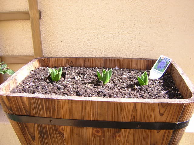 patioyplantasdeinterior024.jpg