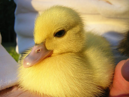 pato.jpg