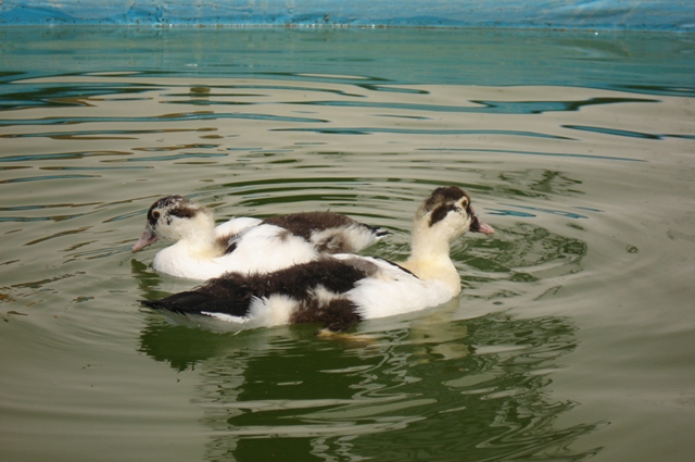 patos.JPG