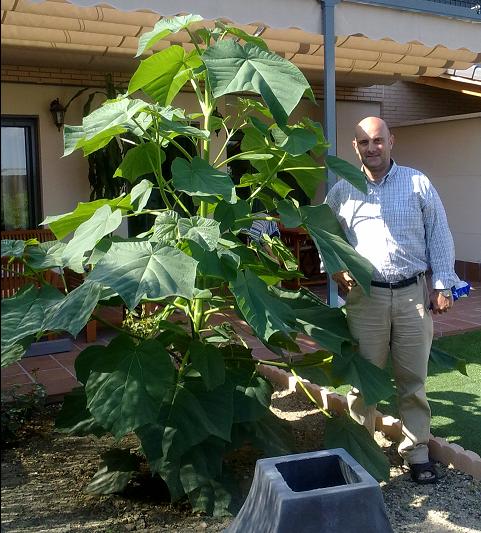 paulownia.jpg