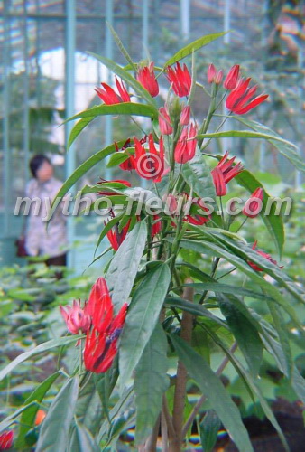 pavonia%20multiflora.JPG
