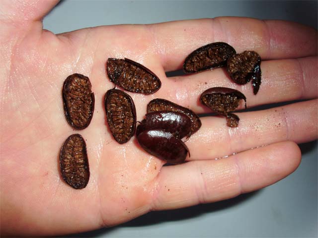 pawpaw%20-%20dead%20seeds.jpg