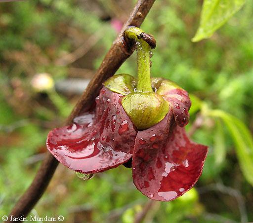 pawpaw-florT1.jpg