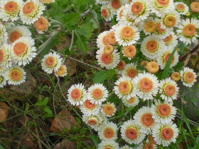 PB050596.JPG