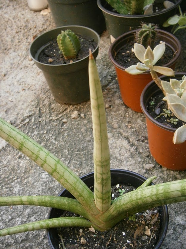 PB091887.JPG