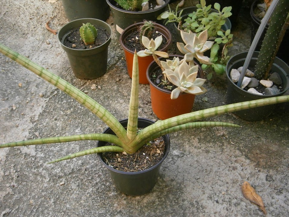 PB091889.JPG