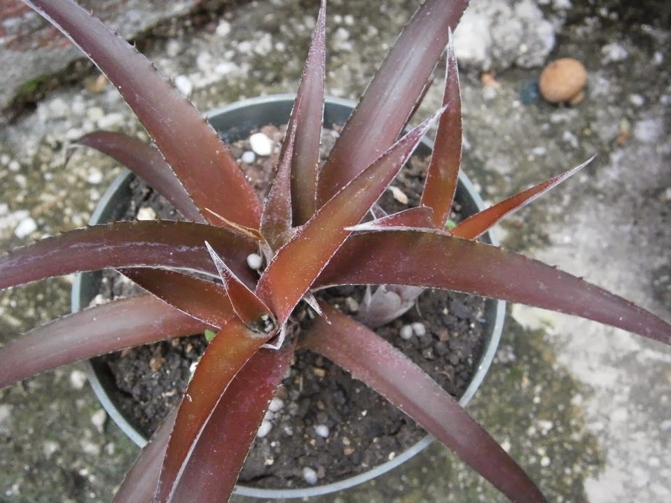 PB091931.JPG