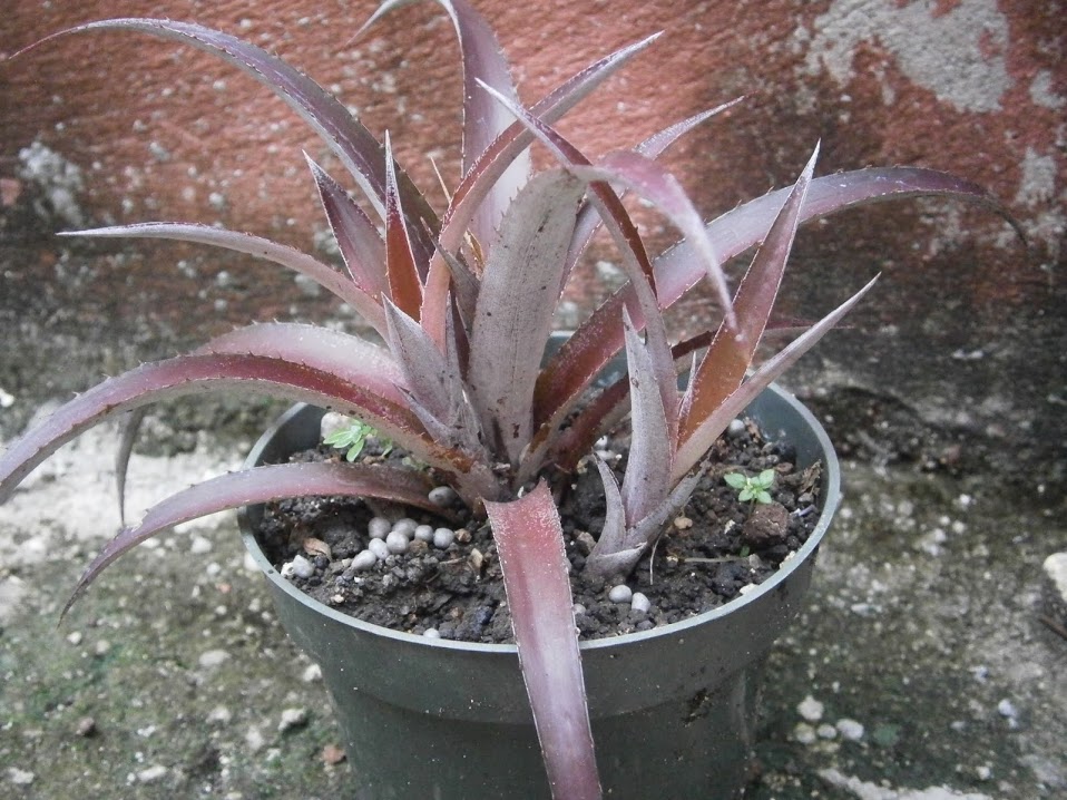 PB091933.JPG