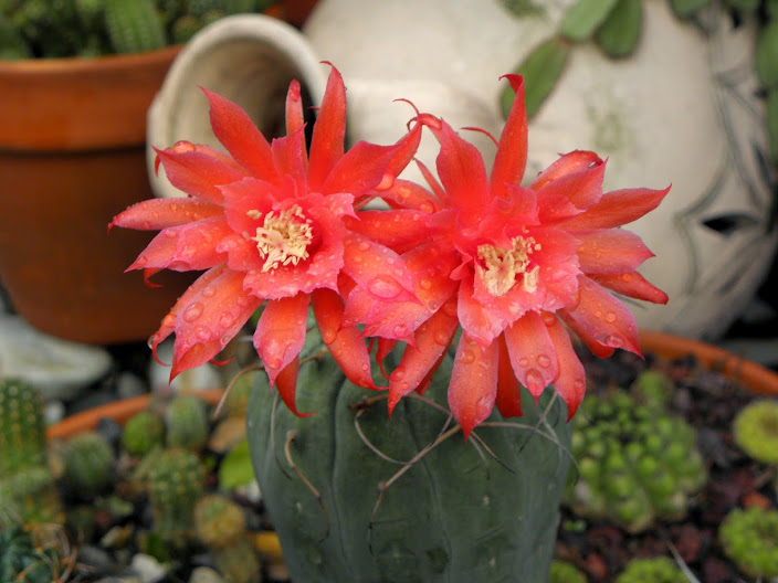 PB130094.JPG