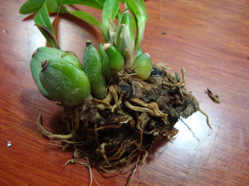 Pboothiana5.jpg