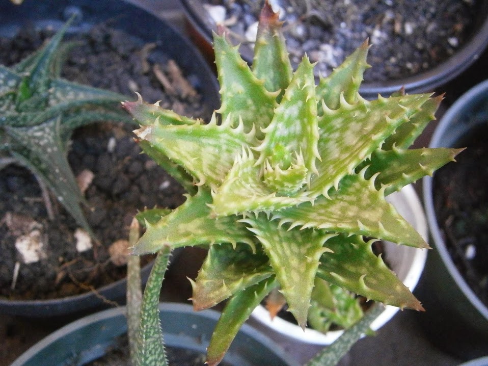 PC092107.JPG
