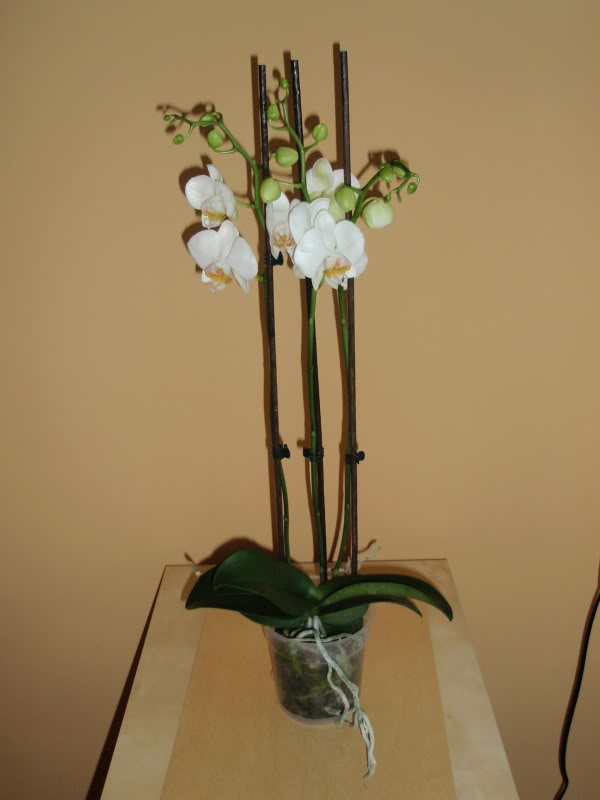 PC180325.jpg