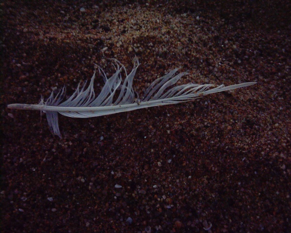 PCDV0060_.JPG