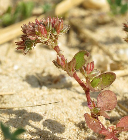 PCRAF-Polycarpon_alsinifolium_t.jpg