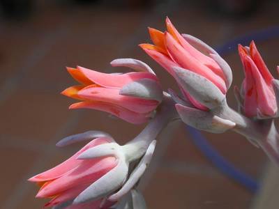 peacockii_flor.jpg