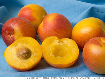 peacotum.jpg