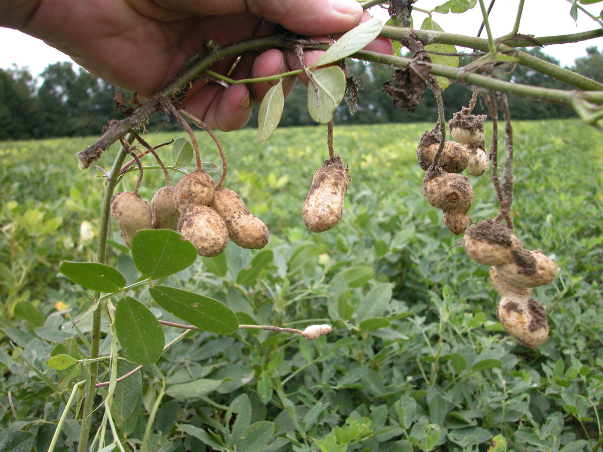 Peanut_9417.jpg
