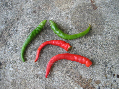 pebrotillos.jpg
