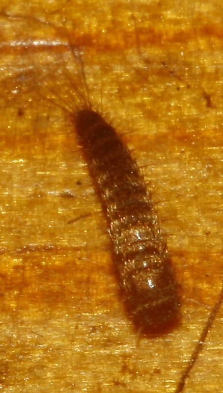 pececillo_7017.jpg