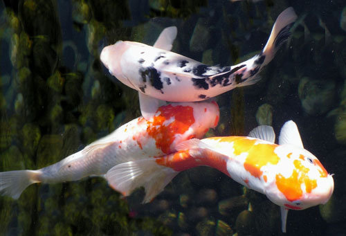 peces_koi_en_el_estanque.jpg