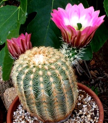 pectinatus%20wenigeri-4.jpg