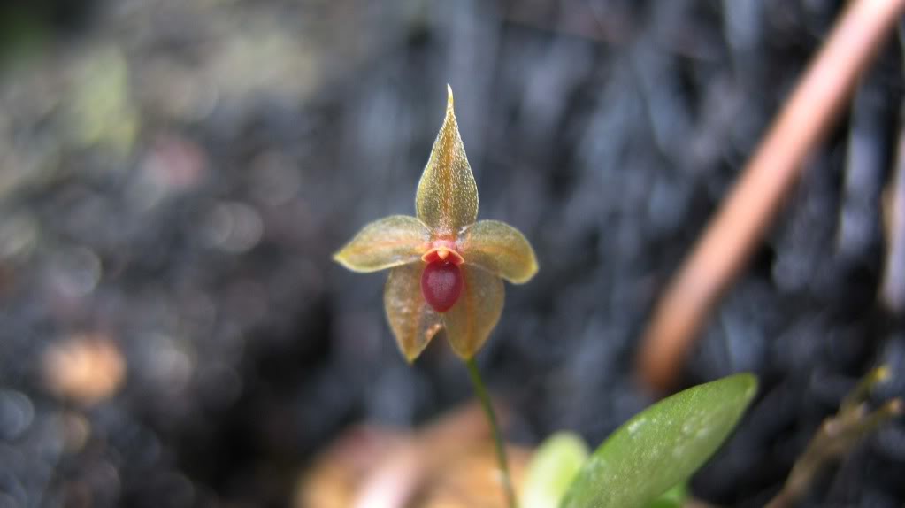 pedicillaris.jpg