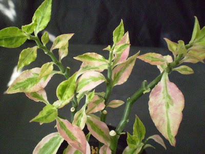 pedilanthus%2Btithymaloides%2B%28own%294.jpg