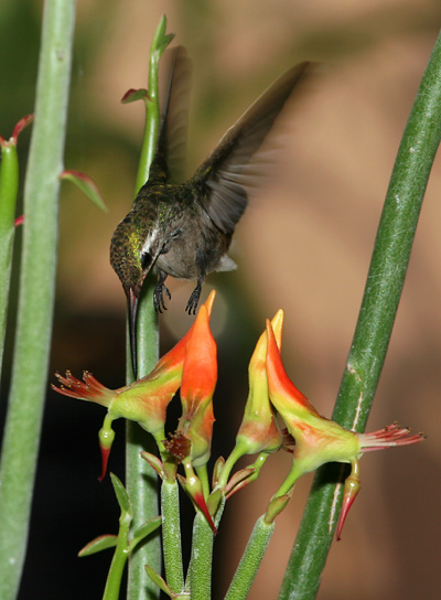 Pedilanthus-macrocarpus-4.jpg
