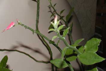 pedilanthus-tithymaloides-2.jpg
