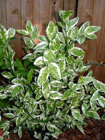 Pedilanthus-tithymaloides.jpg